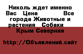 Николь ждет именно Вас › Цена ­ 25 000 - Все города Животные и растения » Собаки   . Крым,Северная